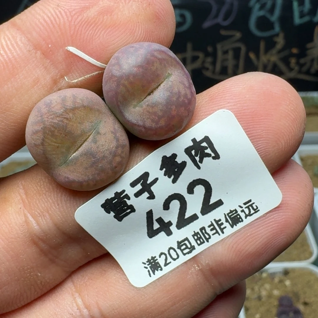 毛杂