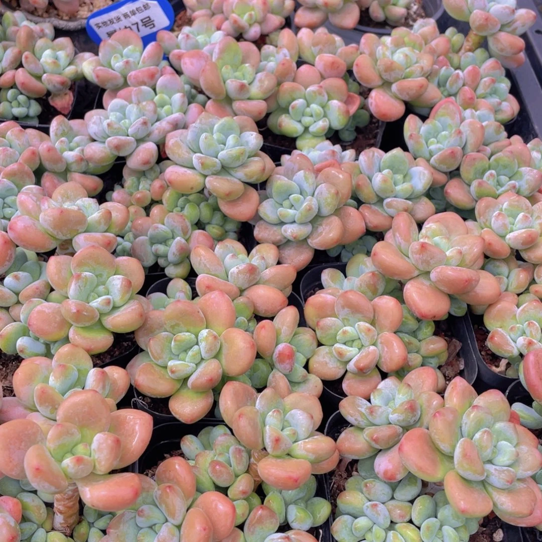 量拍7号 优选红洛神群生一个