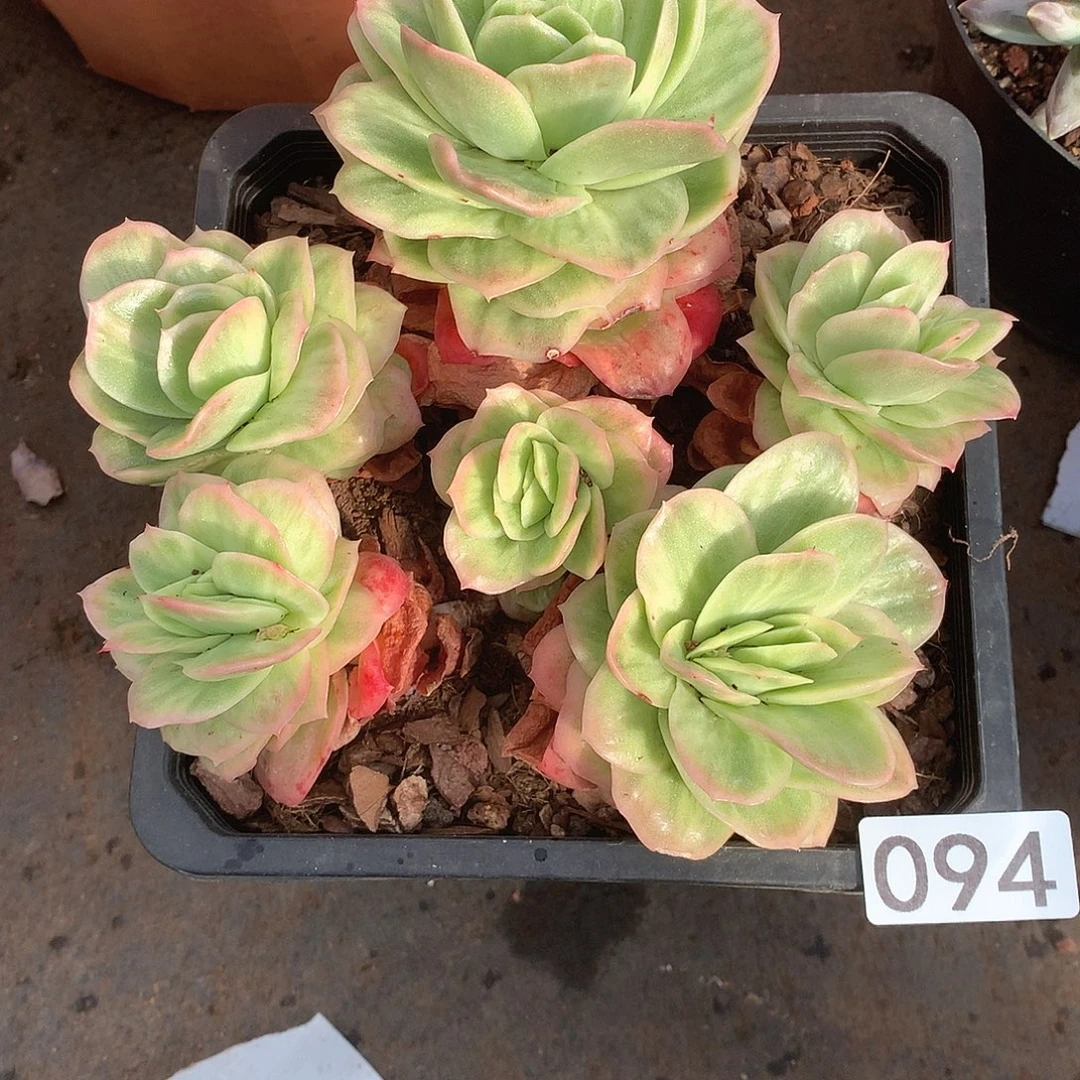 094 一物一拍多肉