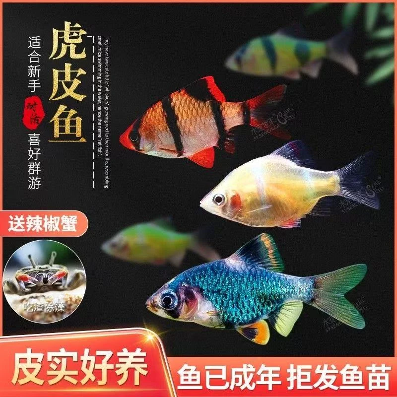 新手好养小型热带观赏虎皮鱼活体耐活群游宠物鱼