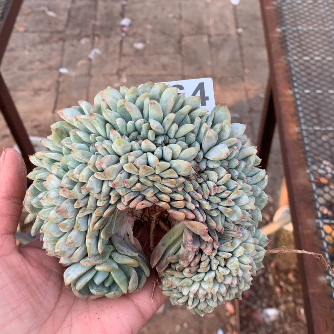 564橙子缀化多肉植物