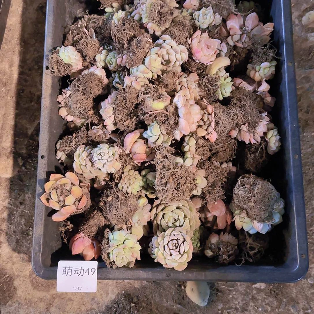 直播一物一拍多肉49