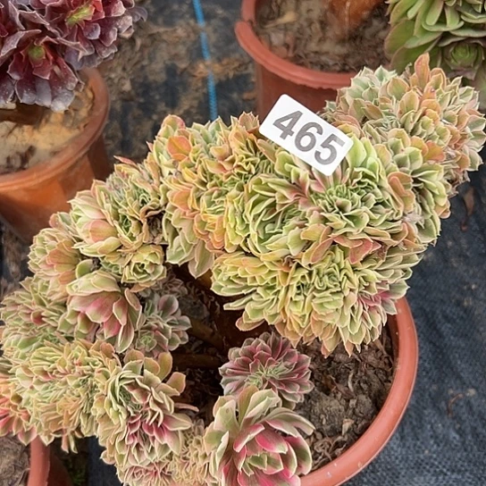 向***右多肉植物一个女巫465