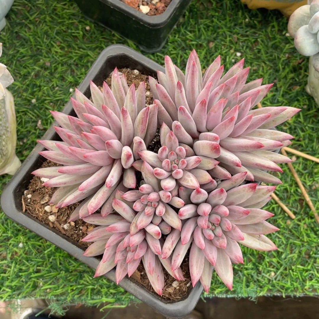 羽毛体虞美人冠幅16 公分一物一拍