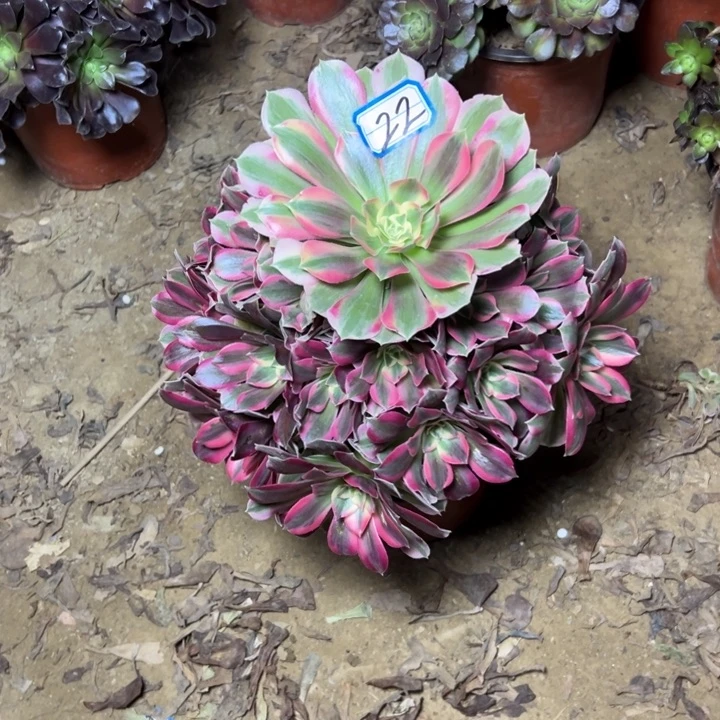 多肉植物粉妖月22