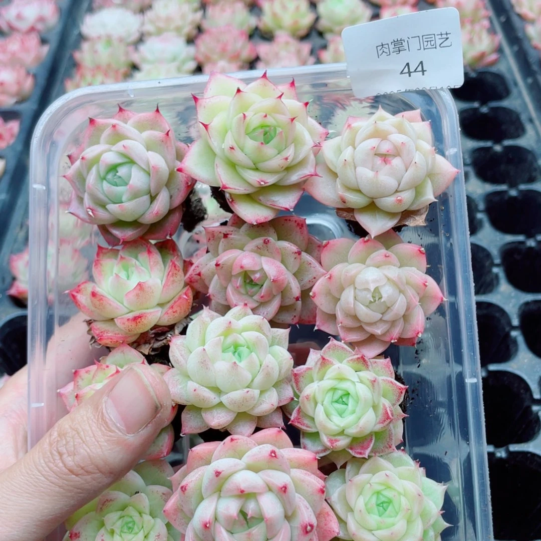 开心快乐幸福044
