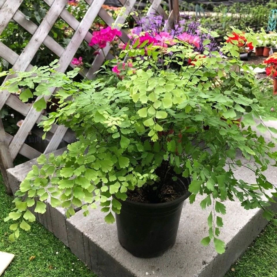 飞雪铁线蕨类盆栽植物花卉室内阳台庭院喜阴耐寒花园绿植