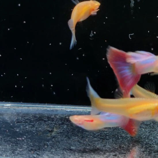 用***2孔雀鱼彩虹天使三对备损一条母