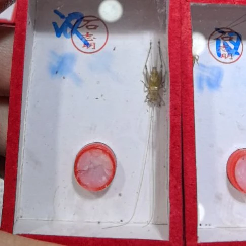 石志明大黄汊口一条中长