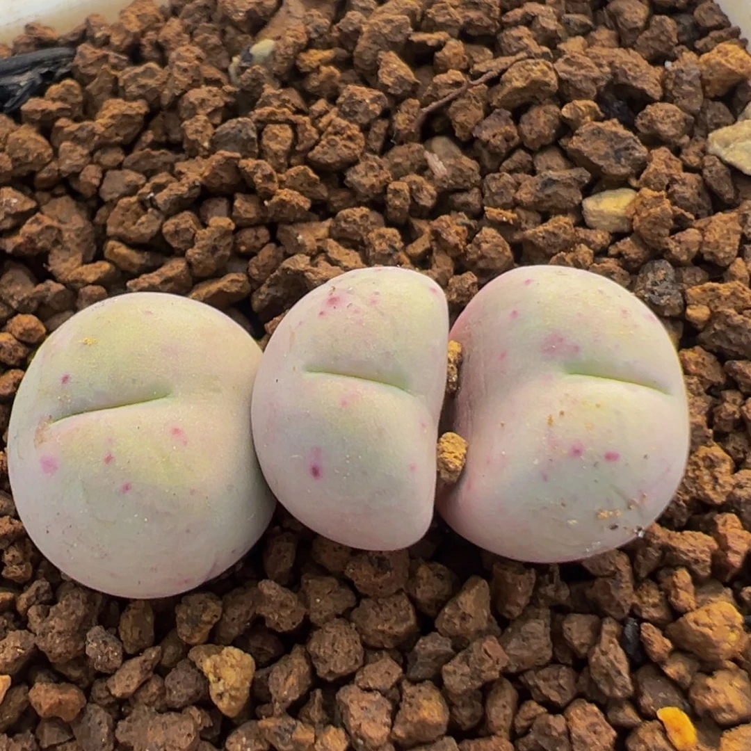 91多肉植物百科植物