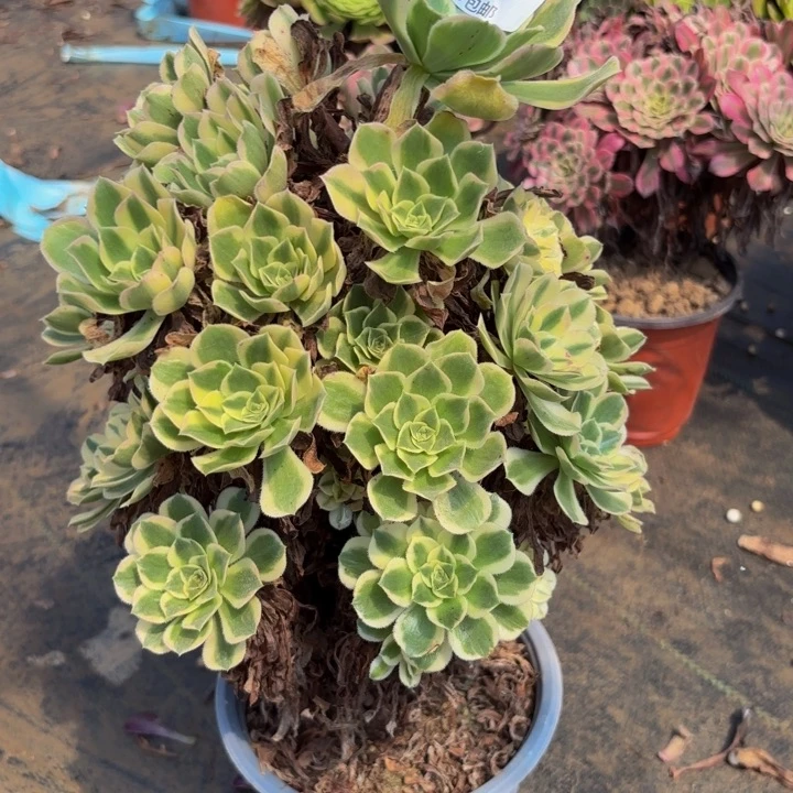 瑞妈多肉园艺097芳华