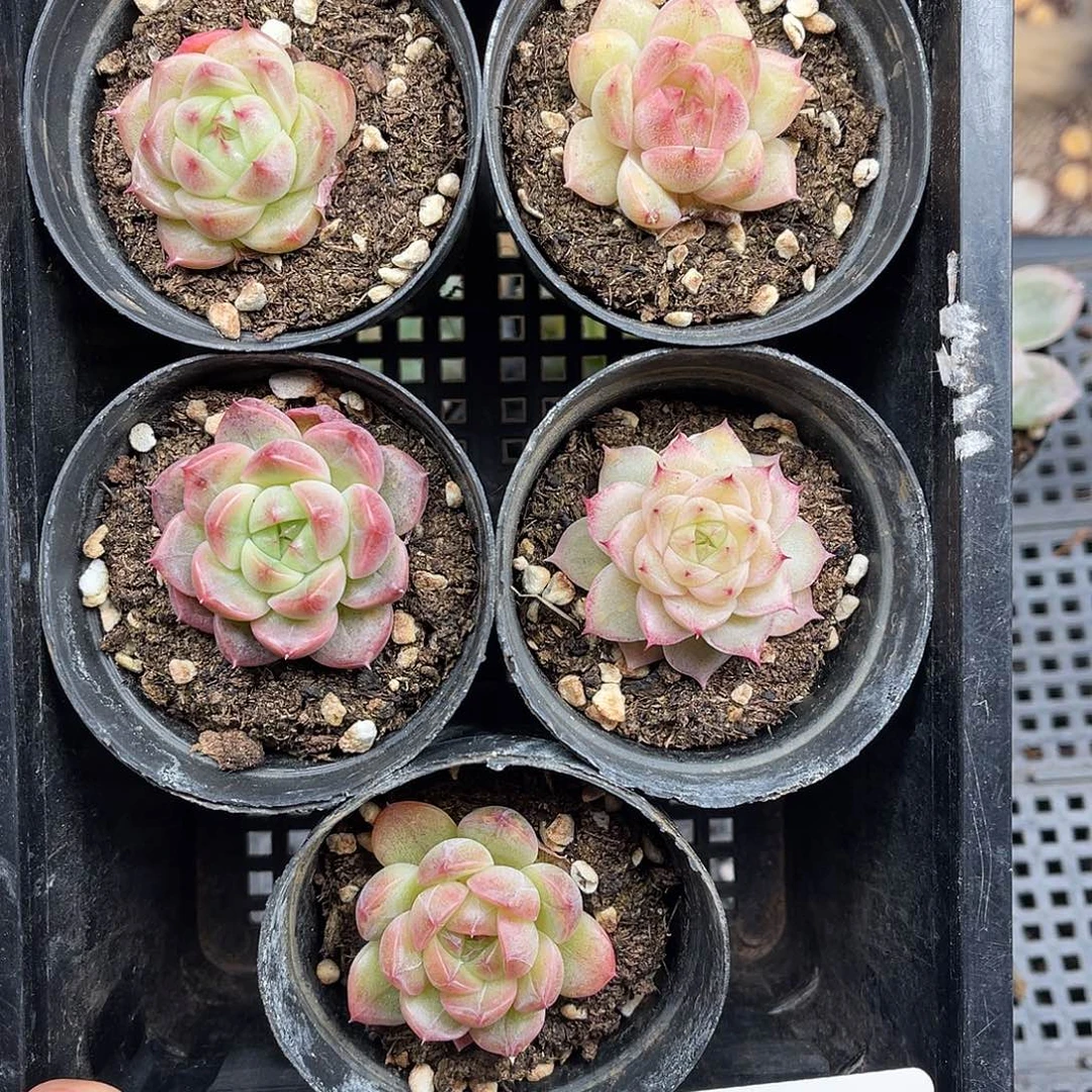 多肉一物一拍30-132