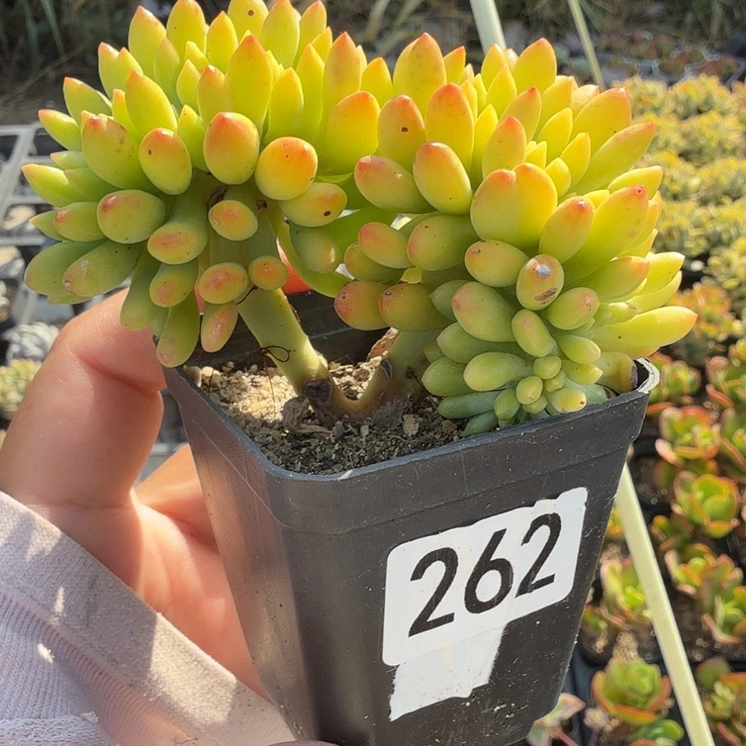 262七公分青松缀化满20包邮