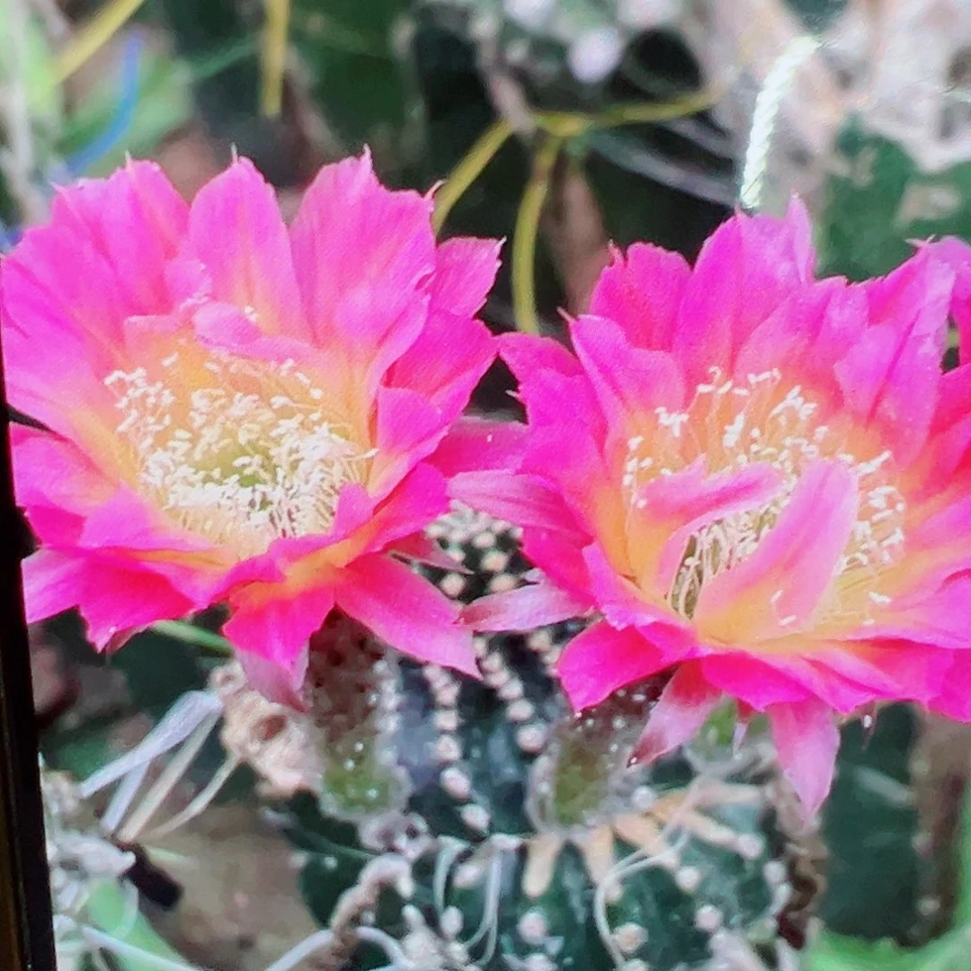 彩草 玫瑰酿t侧芽 满20包邮