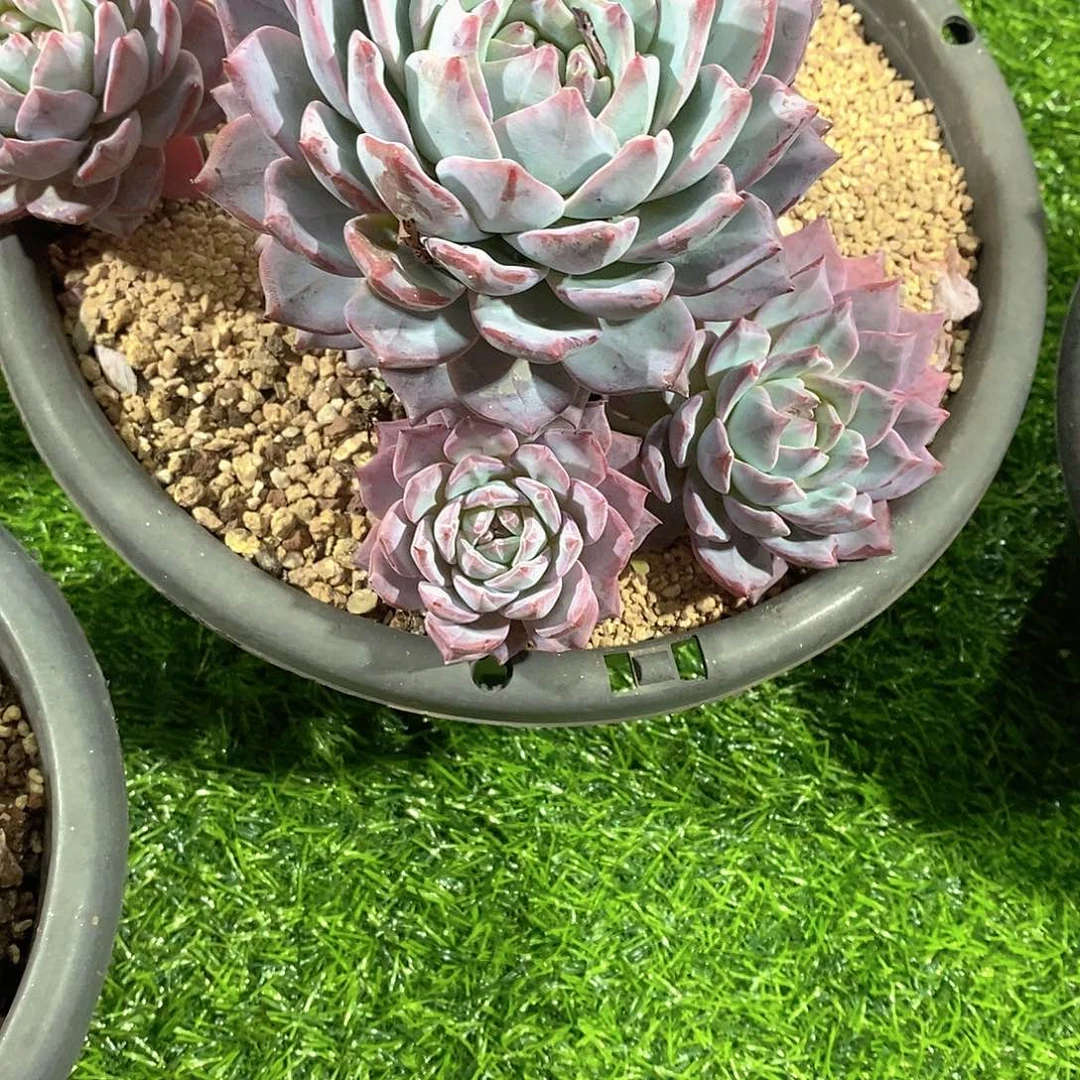 白***白粉蓝鸟多肉植物老桩