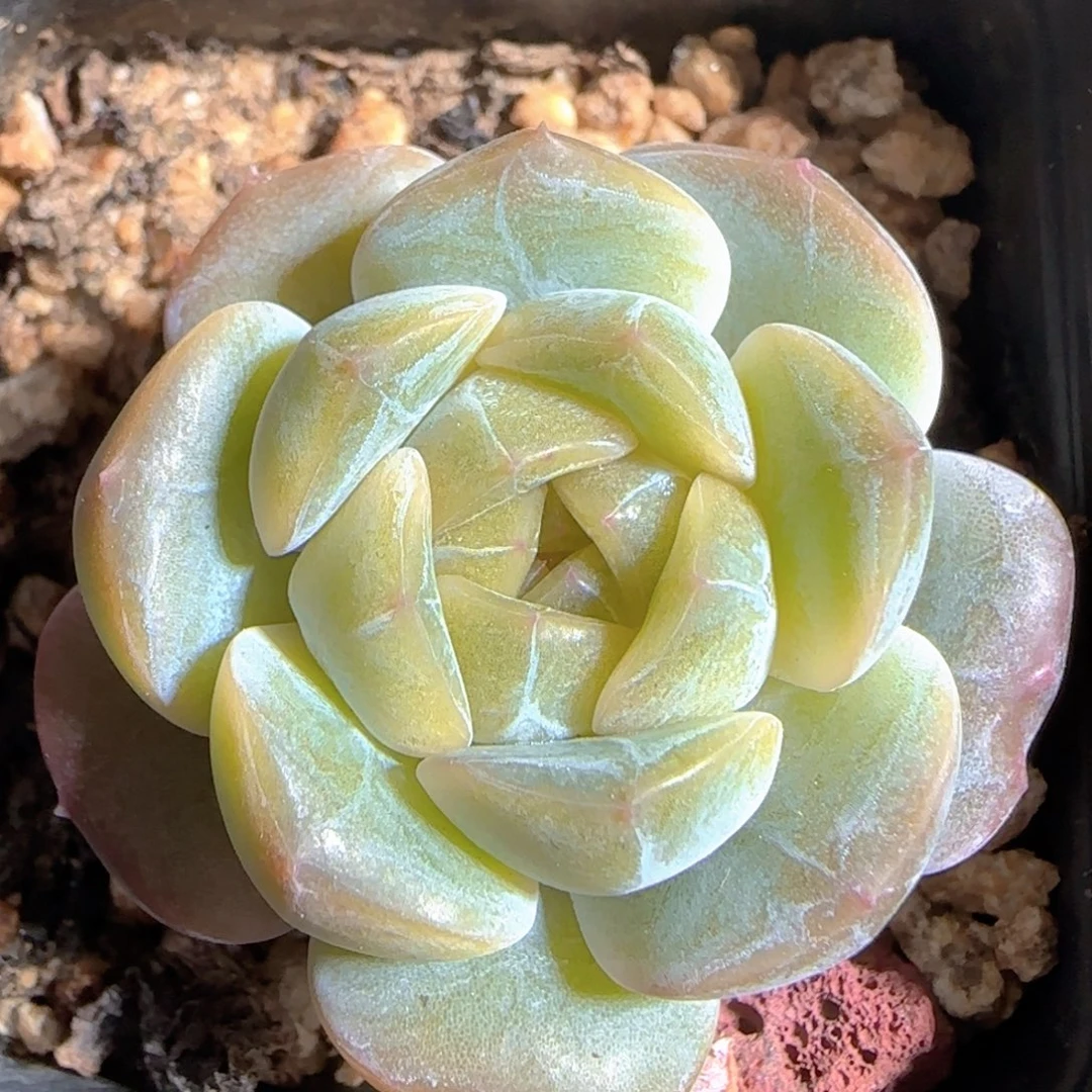 多肉1224-64糖心糖心