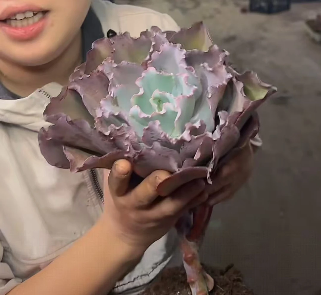 单头包菜蓝玫瑰叶展18CM 【满9.9包邮】