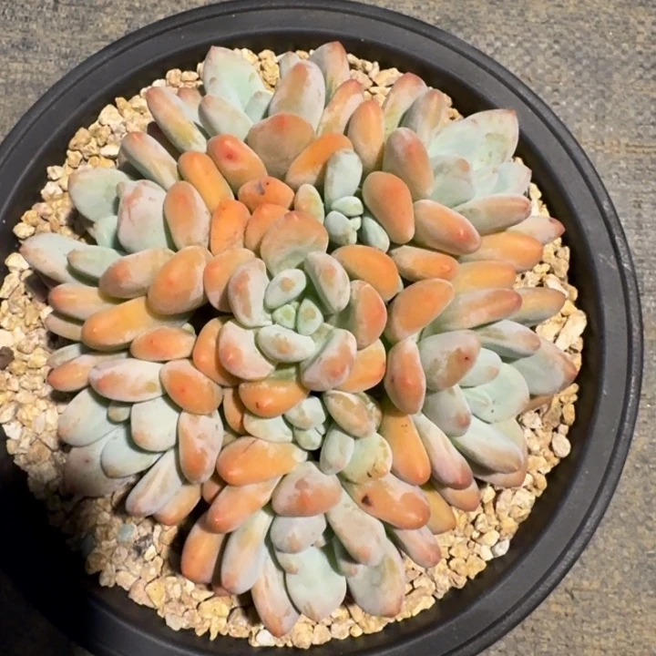 多肉植物香水手捧