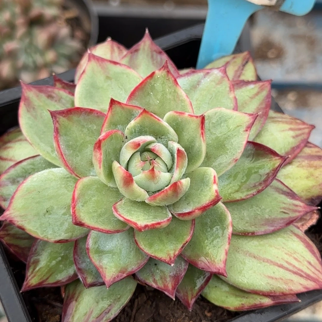 惊鸿一物一拍包装收缩花旱獭910