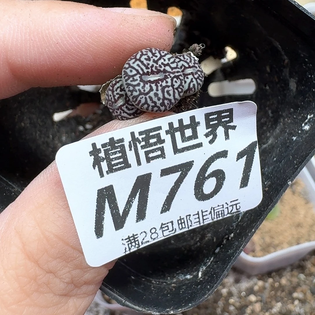 多肉植物的润泽和f