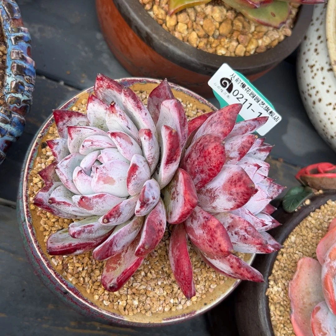 多肉一物一拍0210-15