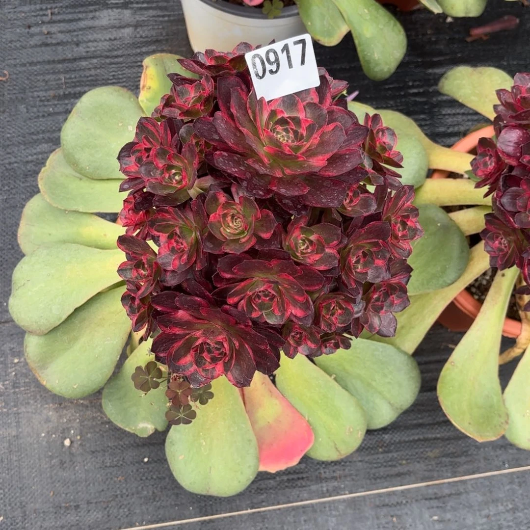 随*魅金玫瑰锦0917寄养生根发货