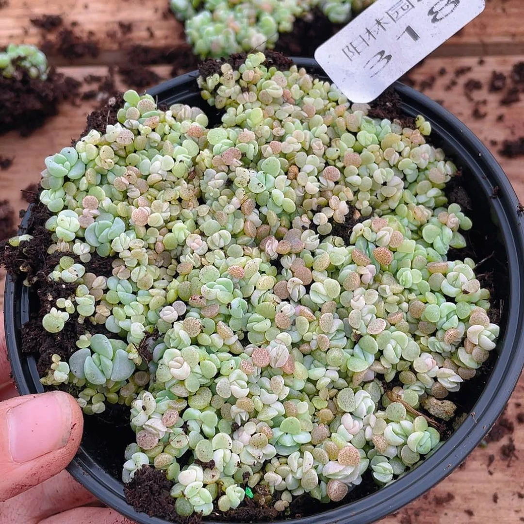 把***你多肉植物多肉植物318