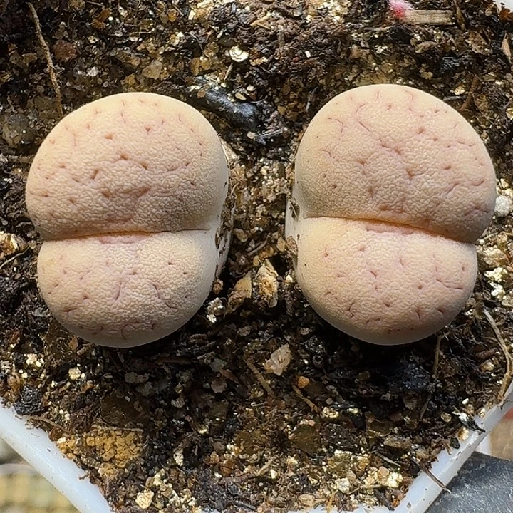 生石花1111111。  178