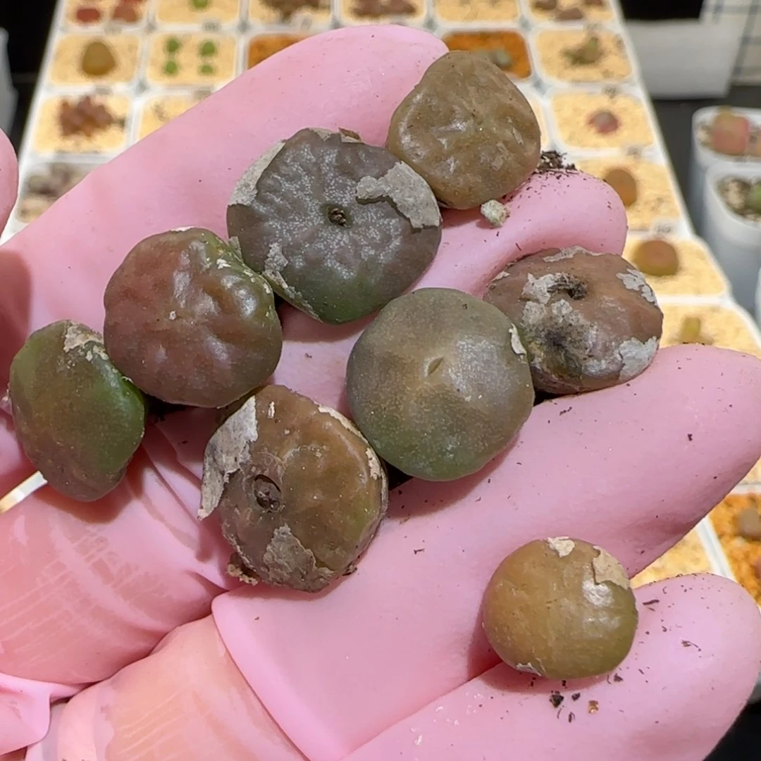 喜*肉锥多肉植物百科-515