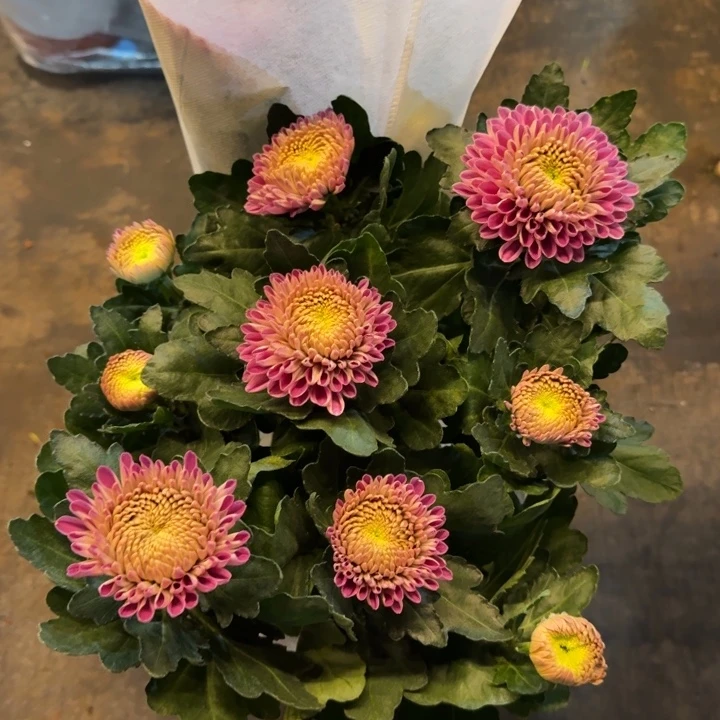新品大花醉梦绣菊花盆栽