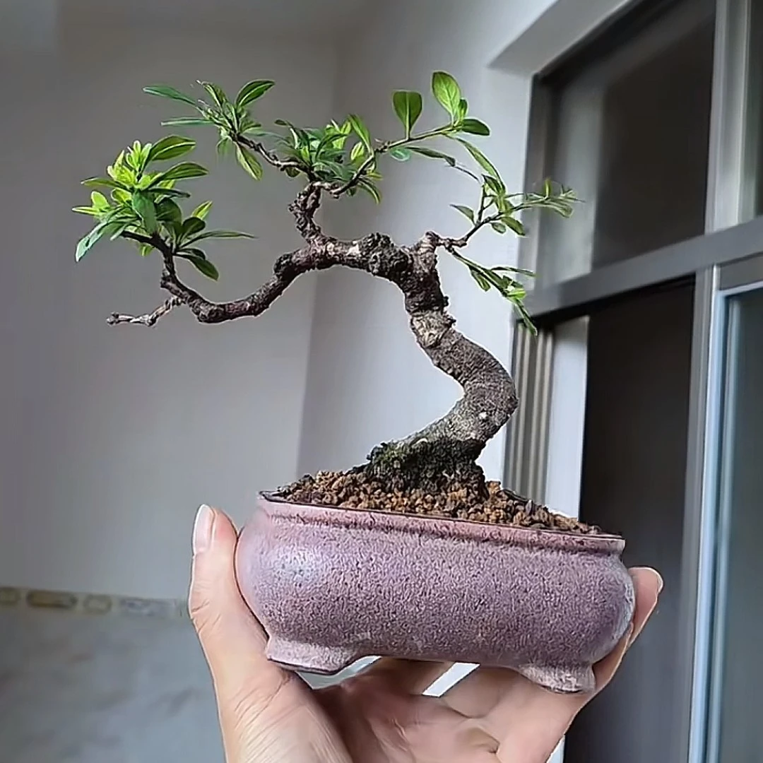 小黑刺，老鹰刺，铁马鞭，小黄杨
