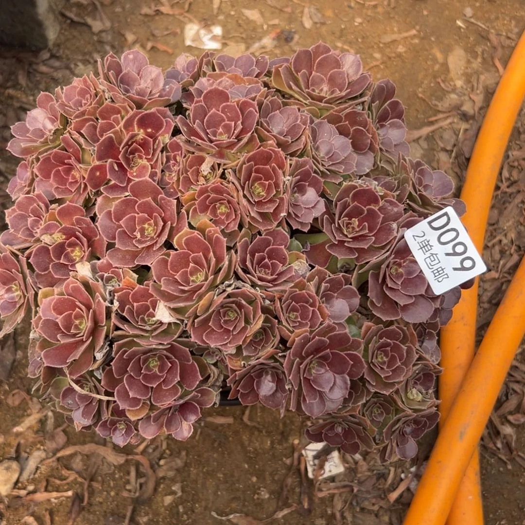 099多肉   荷兰玫瑰不包断头