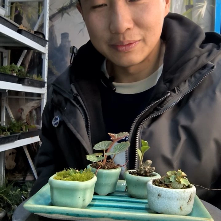 用***6小盆景小植物一物一拍27