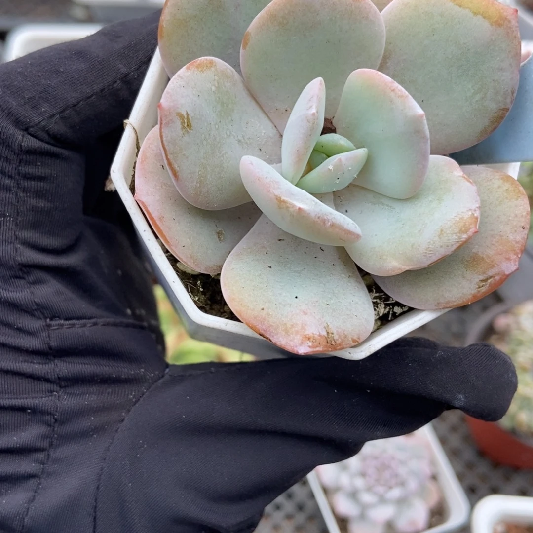 1827风橙多肉植物多肉