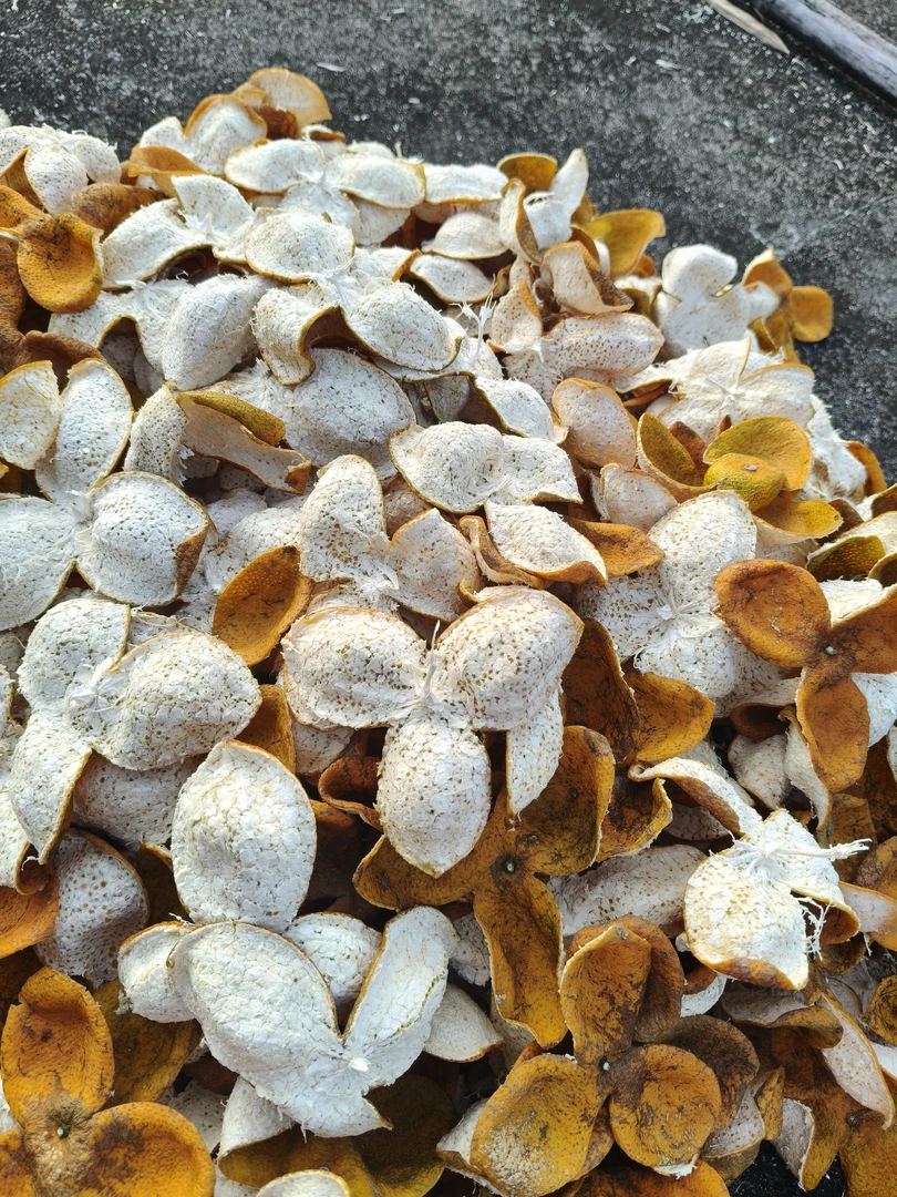 浦北陈皮满天星大红皮茶枝柑自然生晒（博白产地）以主播间展示为准