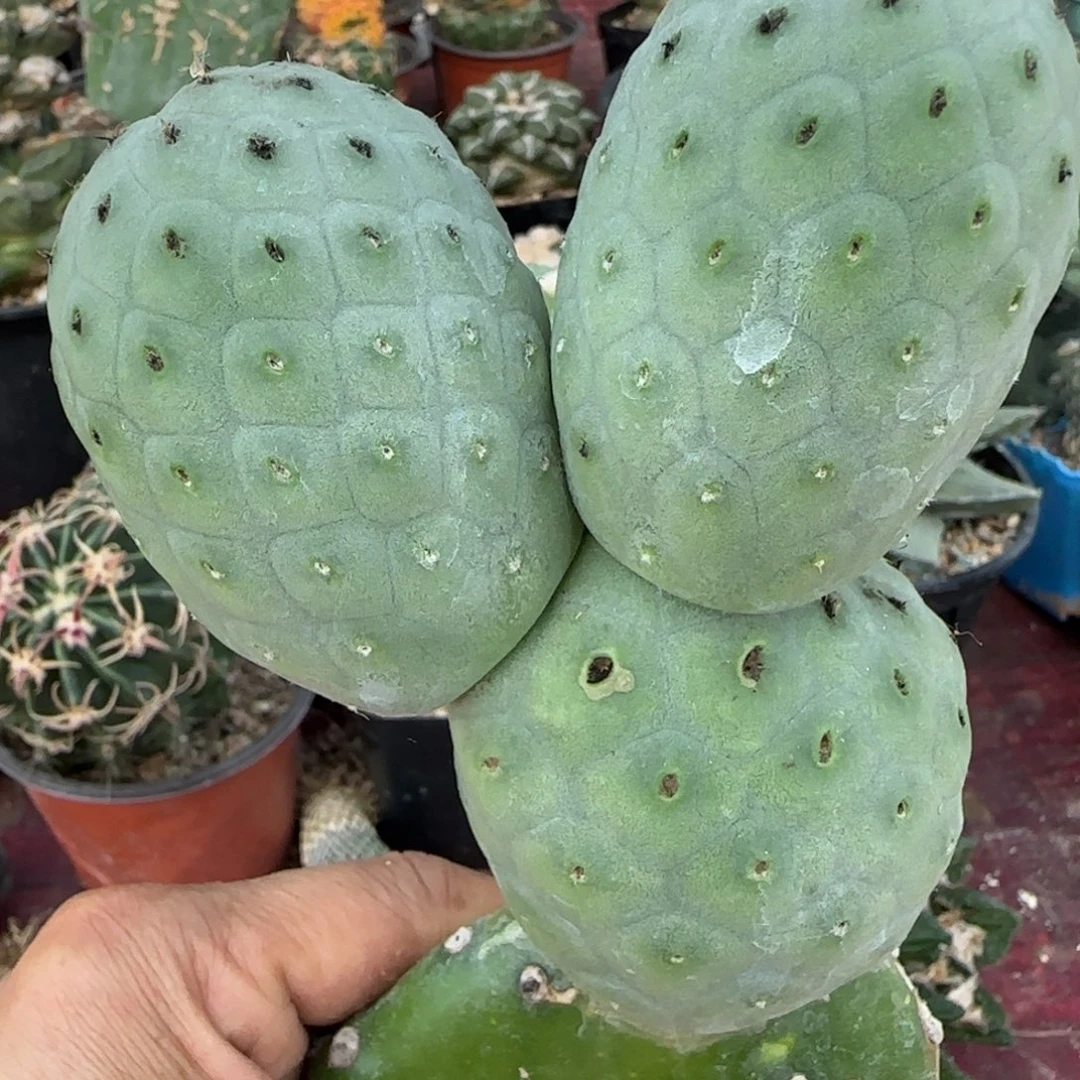 无花朵米奇超级无敌洞洞带掌
