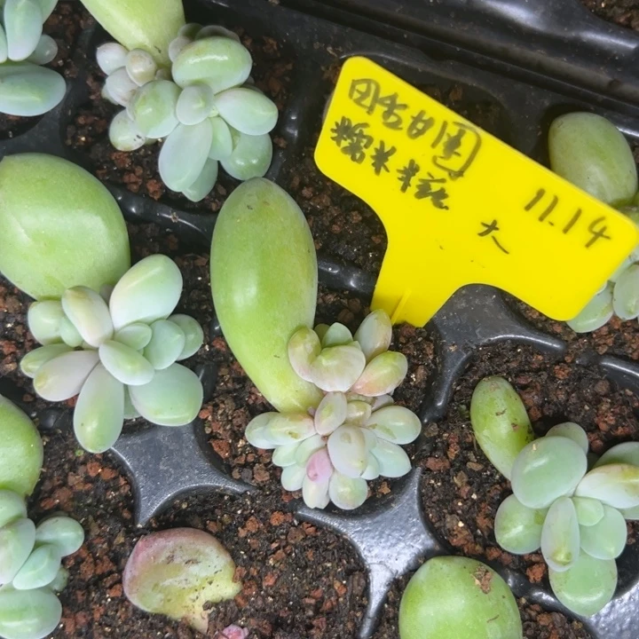 田***圈田甜圈糯米糍一颗养大