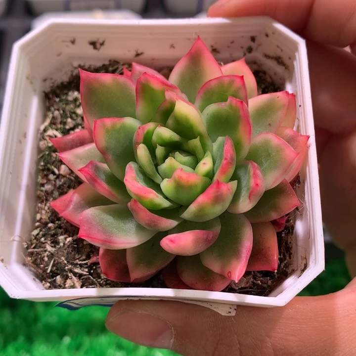 七彩东云锦，锦哥