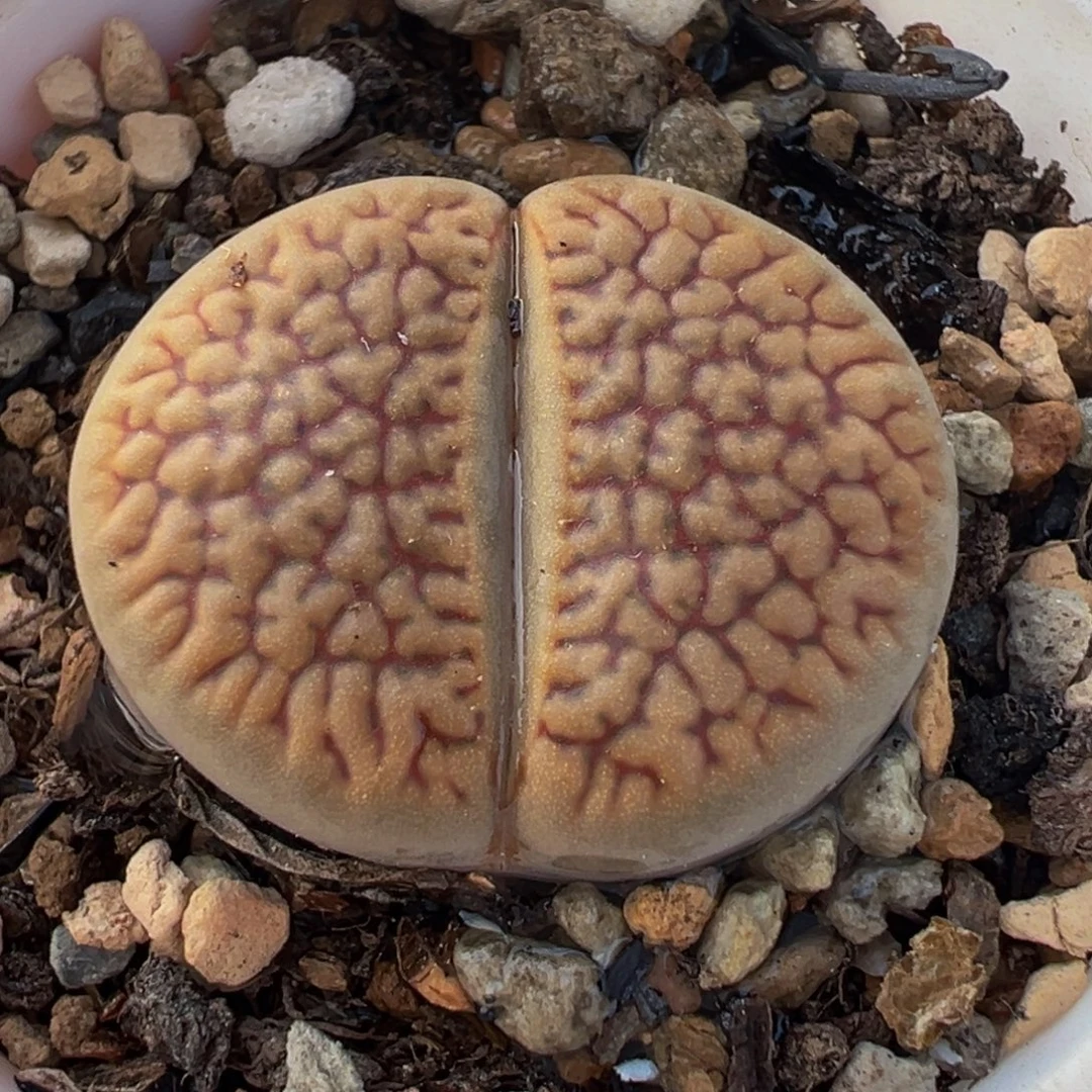 154多肉植物种类和