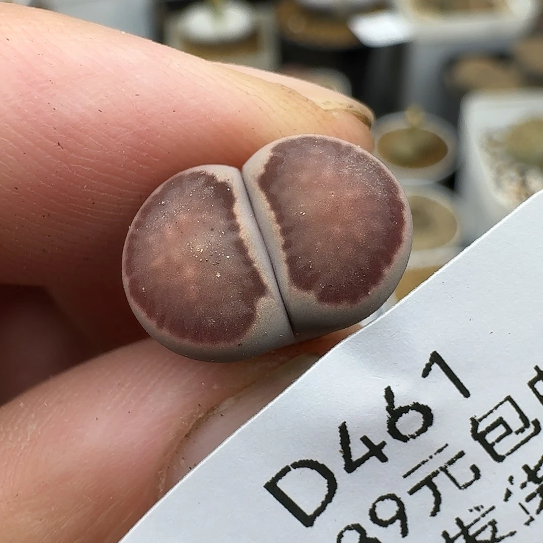 461多肉哈哈哈哈1.4厘米
