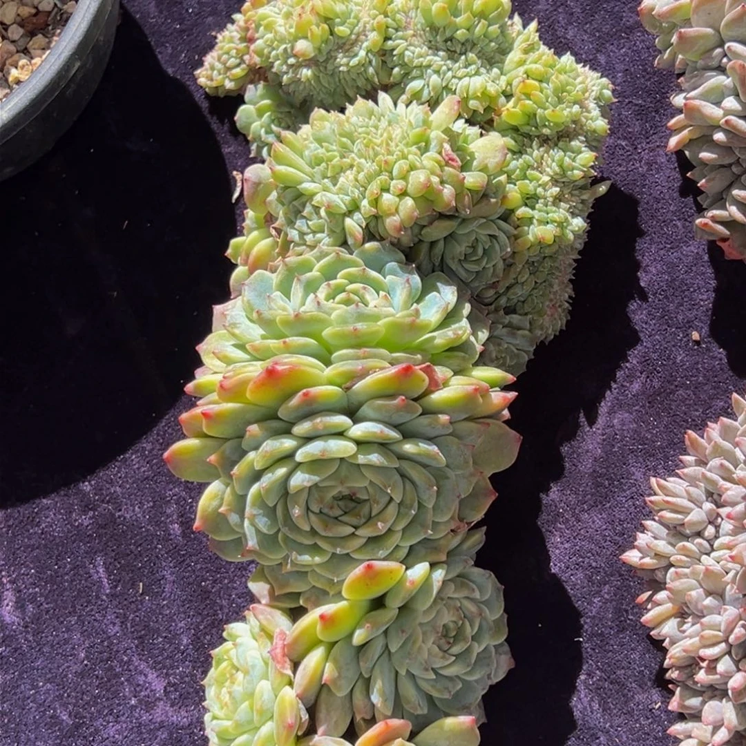 新年快乐 新年快乐清仓