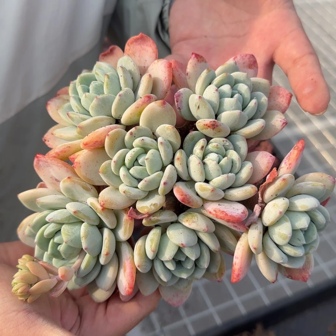 从前慢花园精选多肉丸叶冷香