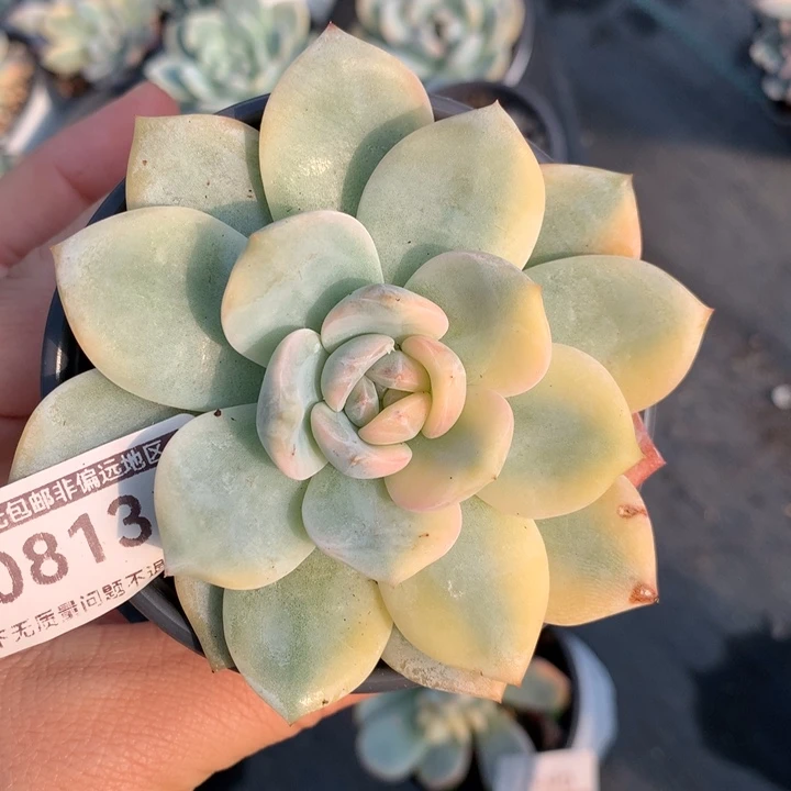 无花朵梦露锦0813