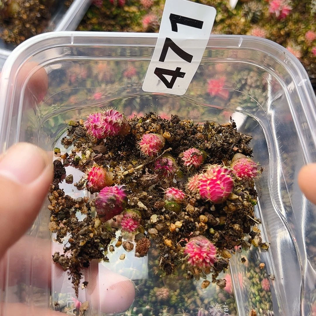 当前无花栽培后可以开花471