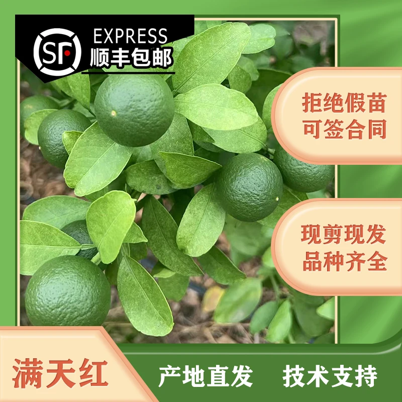 满天红枝条苗木正品产地直发现剪现发顺丰包邮技术支持拒绝假苗