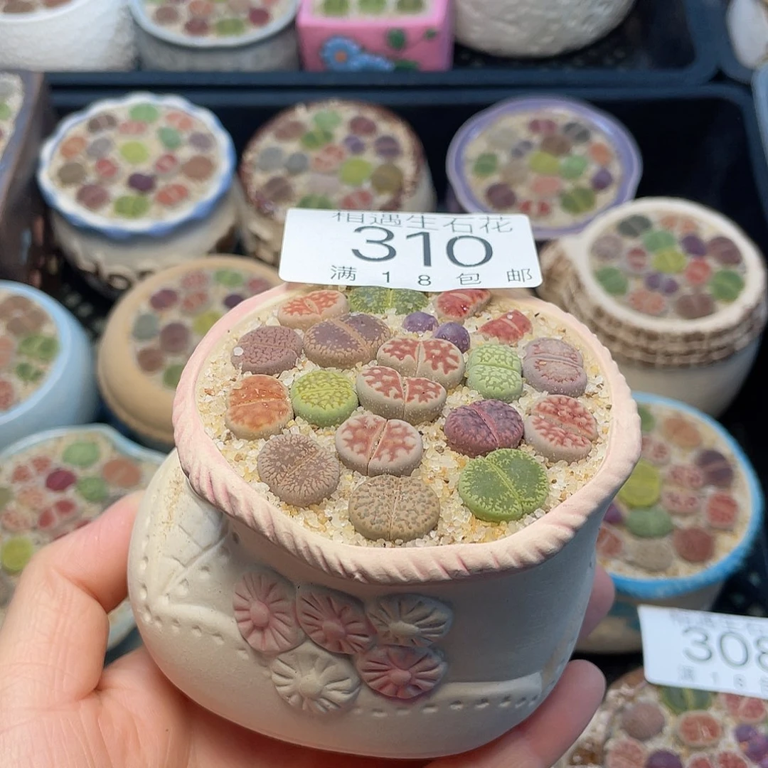 相遇开播福利310