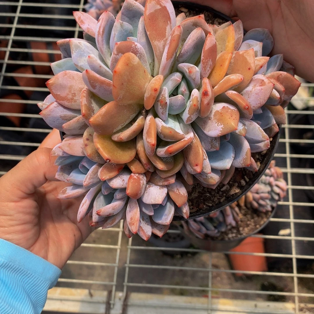 71408朵朵嗯嗯嗯嗯嗯好想看