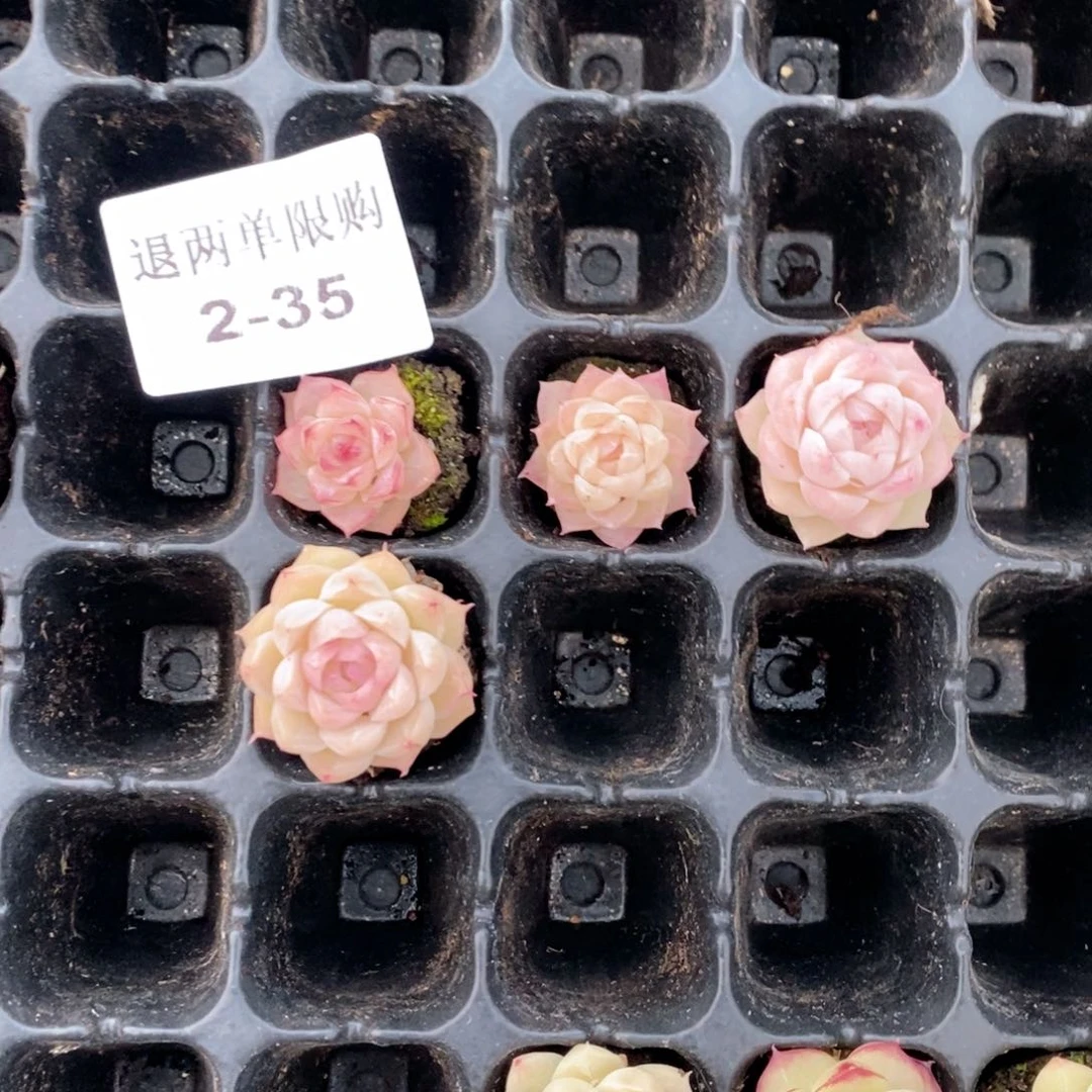 蛋***？2-35多肉多肉多肉多肉多肉