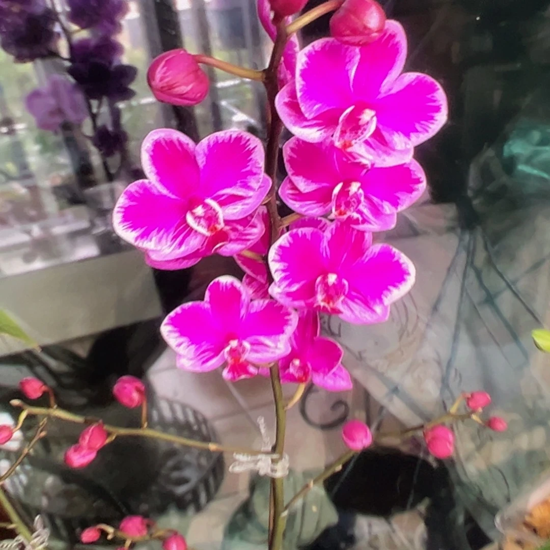 当前无花朵，栽培后可花朵带剑插角满天红凑单发货