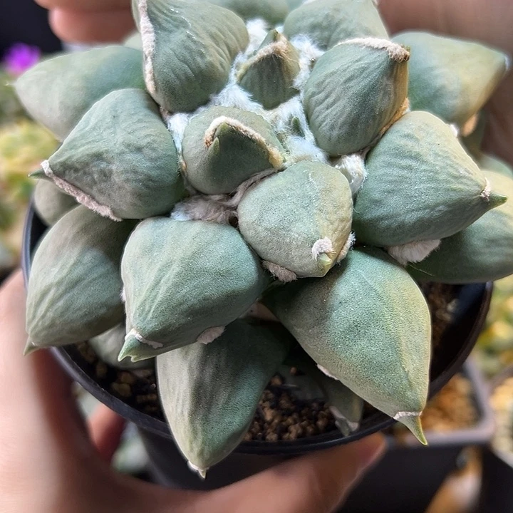 31号自根蛋叉带毛缀12.5公分